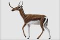 684034 Synthetoceras, Mammal, Pliocene A4 Photo Print