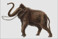 684036 Mammuthus Trogontherii, Mammal, Pleistocene A4 Photo Print