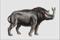 684038 Brontotherium, Mammal, Oligocene A4 Photo Print
