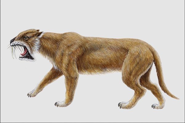 684042 Thylacosmilus, Mammal, Pleistocene A4 Photo Print