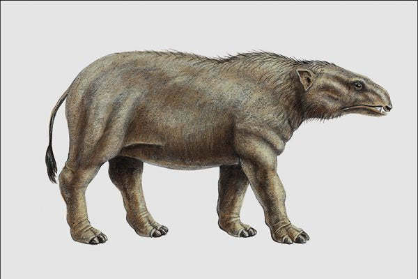 684043 Moeritherium, Mammal, Eocene And Oligocene A4 Photo Print