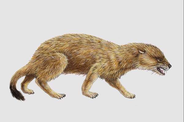 684044 Patriofelis, Mammal, Eocene A4 Photo Print