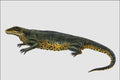 684045 Varanosaurus, Reptile, Permian A4 Photo Print