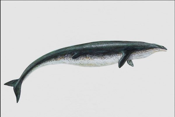 684048 Basilosaurus, Mammal, Eocene A4 Photo Print