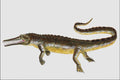 684049 Mesosaurus, Reptile, Permian A4 Photo Print