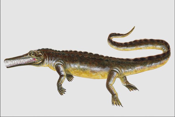 684049 Mesosaurus, Reptile, Permian A4 Photo Print