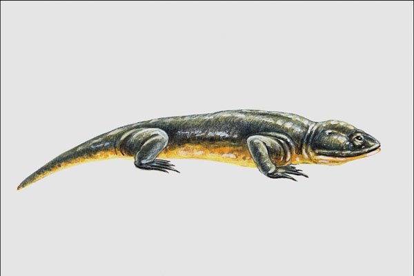 684050 Branchiosaurus, Reptile, Carboniferous A4 Photo Print