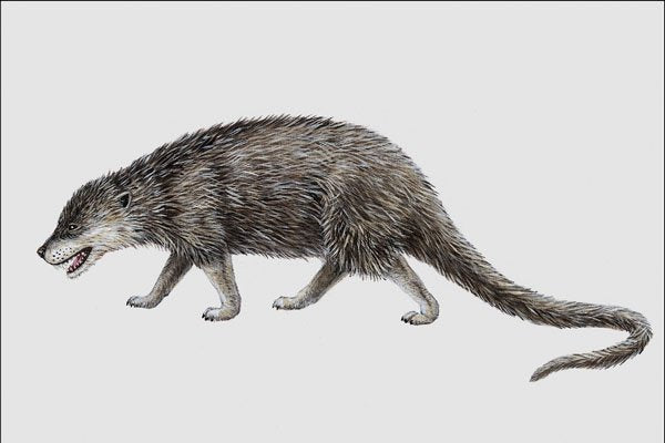 684052 Oxyaena, Mammal, Eocene A4 Photo Print