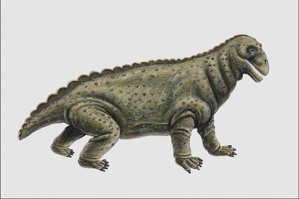 684053 Moschops, Reptile, Permian A4 Photo Print