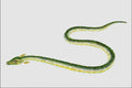 684054 Dolichosoma, Reptile, Carboniferous A4 Photo Print