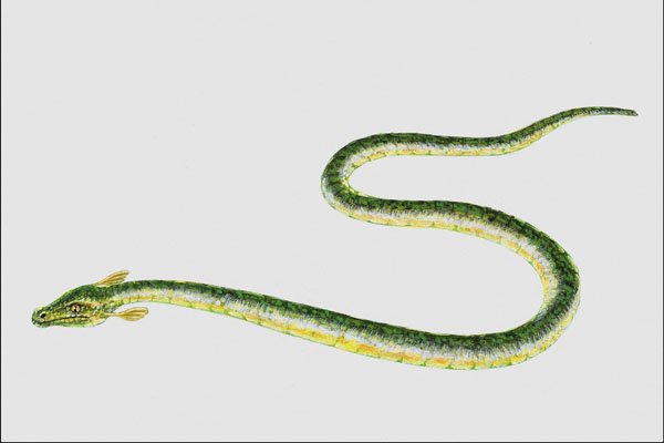 684054 Dolichosoma, Reptile, Carboniferous A4 Photo Print