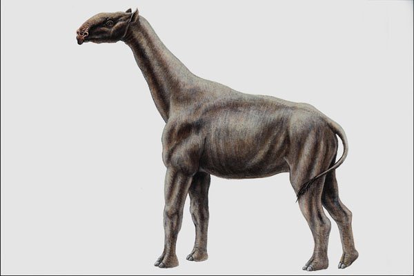 684056 Indricotherium, Mammal, Tertiary A4 Photo Print