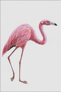 684057 Palaelodus, Mammal, Miocene A4 Photo Print
