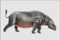 684058 Teleoceras, Mammal, Miocene And Pliocene A4 Photo Print