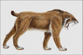 684059 Smilodon, Mammal, Pleistocene A4 Photo Print