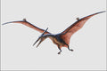 684060 Pteranodon, Reptile, Triassic A4 Photo Print