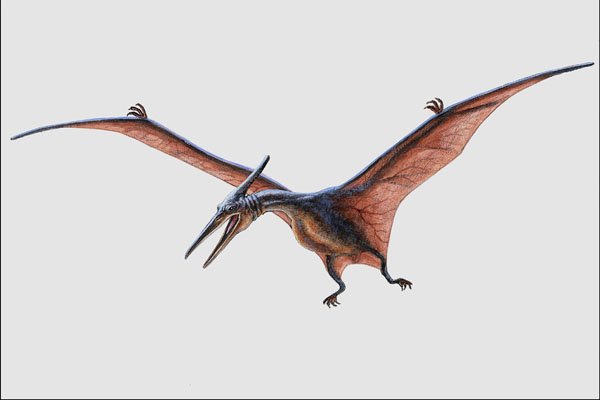 684060 Pteranodon, Reptile, Triassic A4 Photo Print