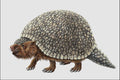 684061 Glyptodon, Mammal, Pleistocene A4 Photo Print