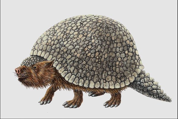 684061 Glyptodon, Mammal, Pleistocene A4 Photo Print