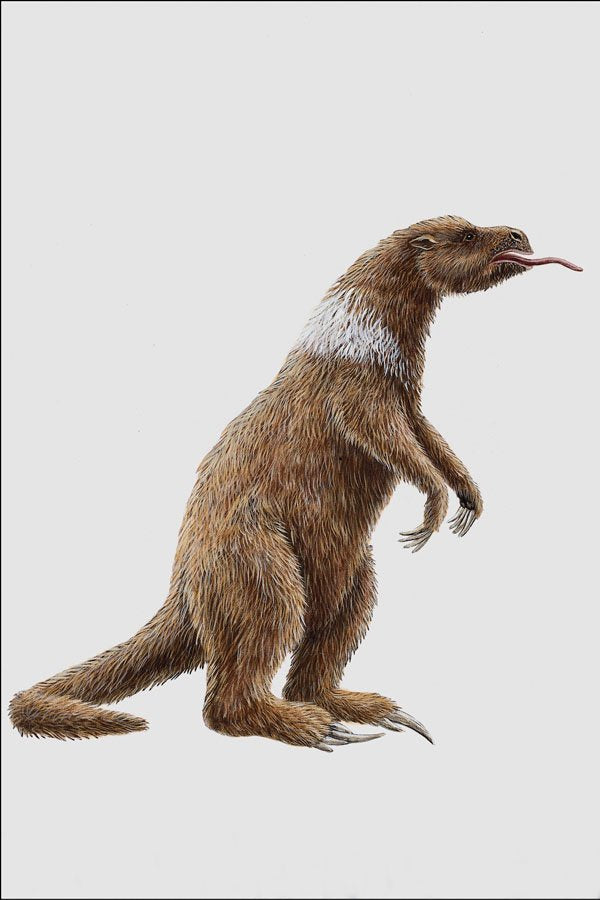 684063 Megatherium, Mammal, Pleistocene A4 Photo Print