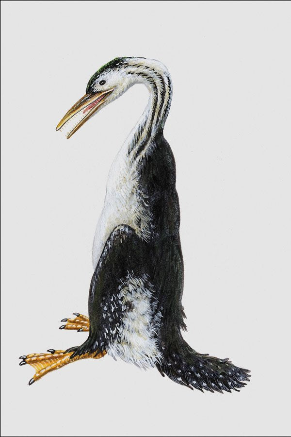 684064 Hesperonis, Mammal, Cretaceous A4 Photo Print