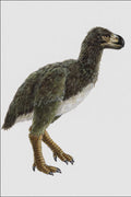 684065 Diatryma, Mammal, Miocene A4 Photo Print