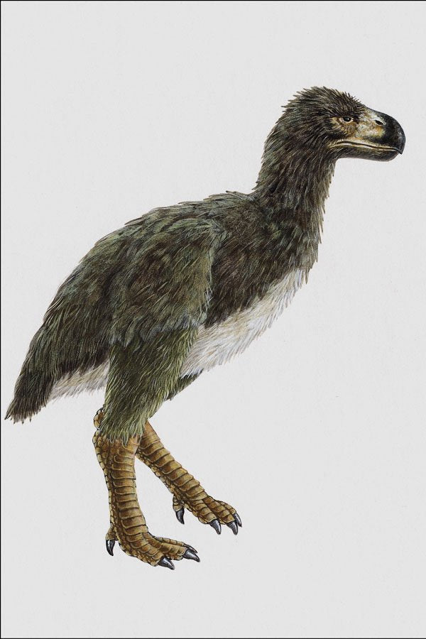 684065 Diatryma, Mammal, Miocene A4 Photo Print