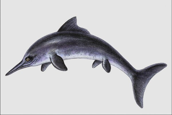 684066 Ichthyosaur, Fish, Jurassic A4 Photo Print