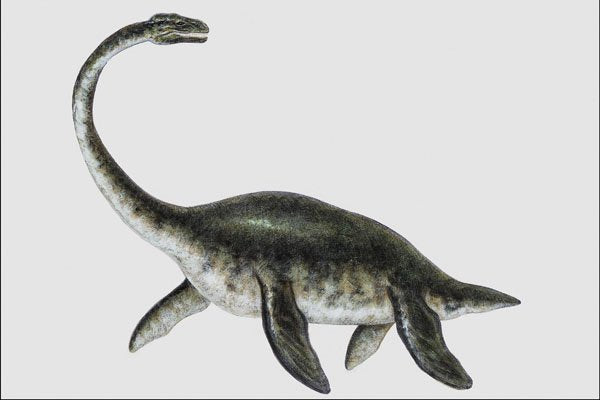 684068 Plesiosaurus, Reptile, Miocene A4 Photo Print
