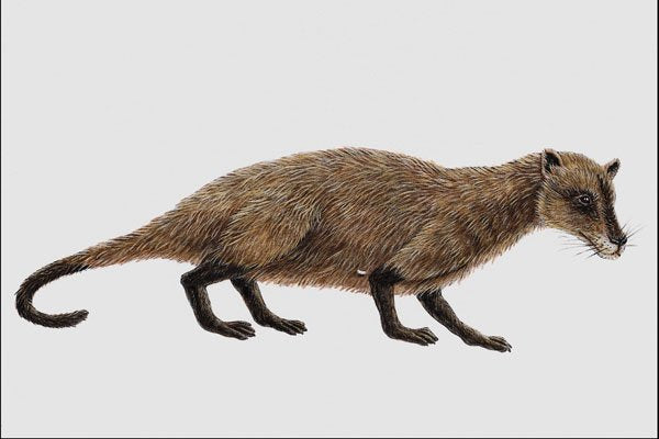 684069 Cladosictis, Mammal, Miocene A4 Photo Print