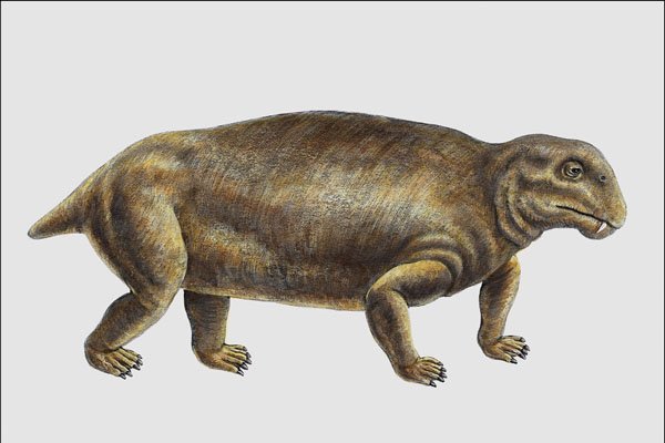 684070 Dicynodonts, Reptile, Permian And Triassic A4 Photo Print