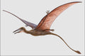 684071 Rhamphorhynchus, Reptile, Jurassic And Cretaceous A4 Photo Print