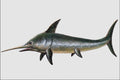 684072 Eurhinosaurus, Fish, Mesozoic A4 Photo Print