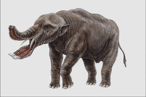 684073 Platybelodon, Mammal, Miocene And Pliocene A4 Photo Print