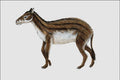 684074 Hyracotherium, Mammal, Eocene A4 Photo Print