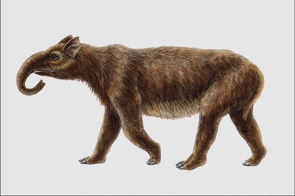 684075 Pyrotherium, Mammal, Miocene A4 Photo Print