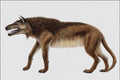 684076 Andrewsarchus, Mammal, Eocene A4 Photo Print