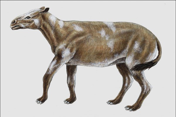 684078 Hyrachyus, Mammal, Eocene A4 Photo Print