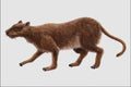 684079 Taeniolabis, Mammal, Cretaceous A4 Photo Print