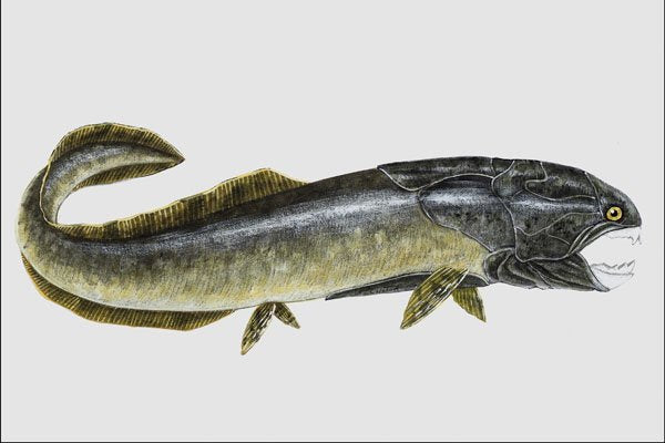 684081 Duncleosteus, Fish, Devonian A4 Photo Print