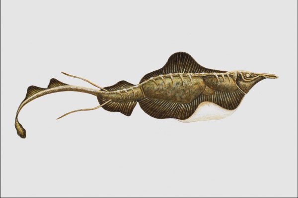 684082 Aellopos, Fish, Permian A4 Photo Print