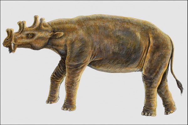 684083 Uintatherium, Mammal, Eocene A4 Photo Print