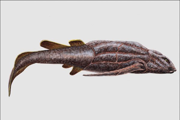 684084 Bothriolepis, Reptile, Devonian A4 Photo Print