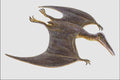 684085 Pterodactyl, Reptile, Jurassic A4 Photo Print