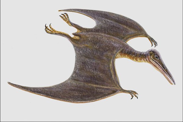 684085 Pterodactyl, Reptile, Jurassic A4 Photo Print