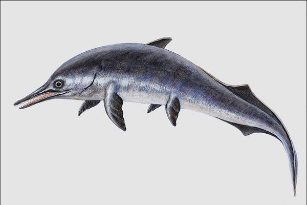 684086 Mixosaurus, Fish, Triassic And Jurassic A4 Photo Print