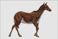684088 Hypohippus, Mammal, Eocene A4 Photo Print