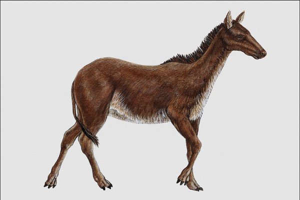 684088 Hypohippus, Mammal, Eocene A4 Photo Print