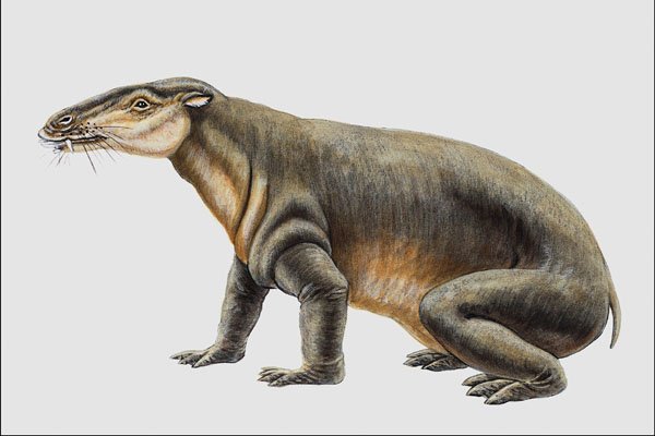 684089 Paleoparadoxia, Mammal, Miocene A4 Photo Print