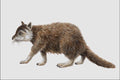 684090 Kopidodon, Mammal, Eocene A4 Photo Print